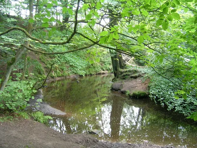 Duxbury Woods
