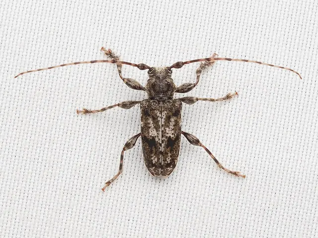 Aegomorphus modestus