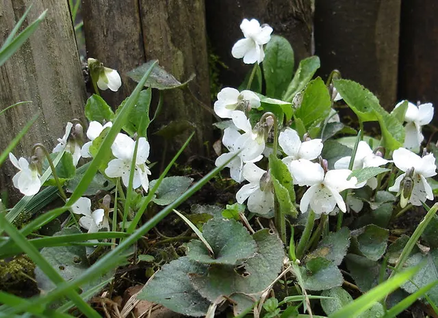 Viola alba