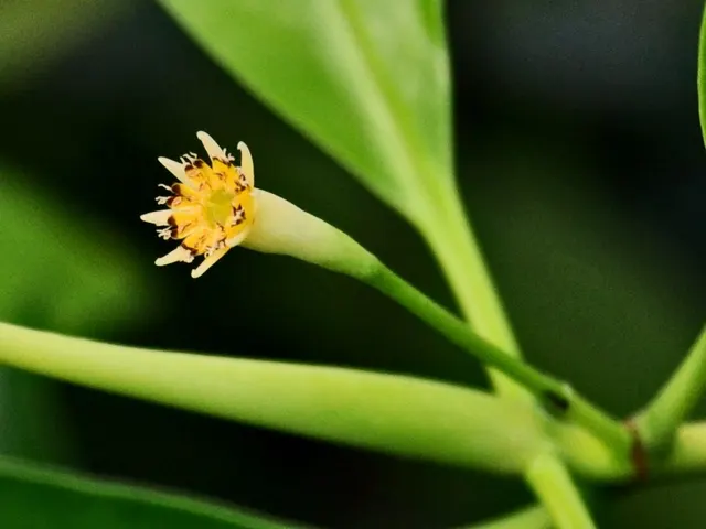 Bruguiera parviflora