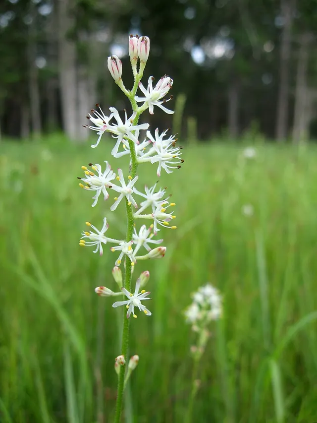 Triantha racemosa