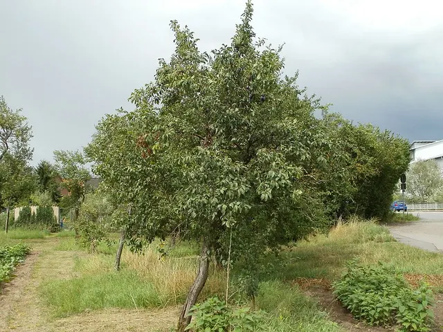 Prune plum