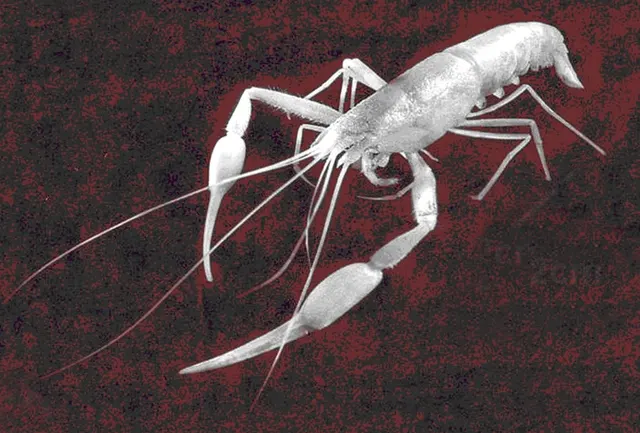 Typhlocaris ayyaloni