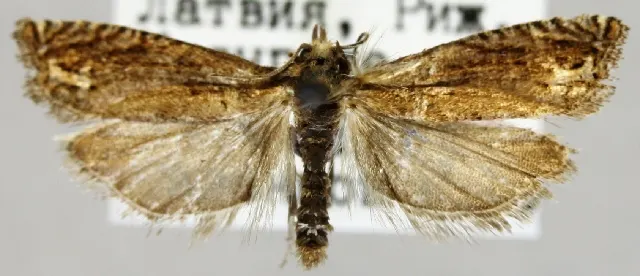 Eucosma scorzonerana