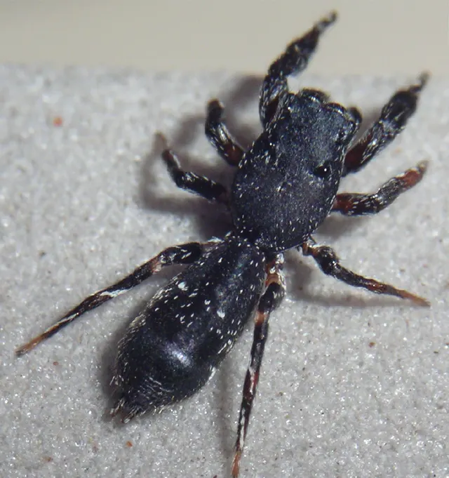 Jerzego