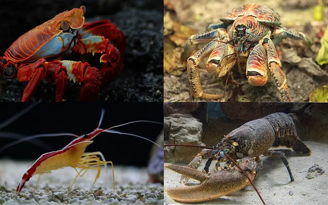 Decapod