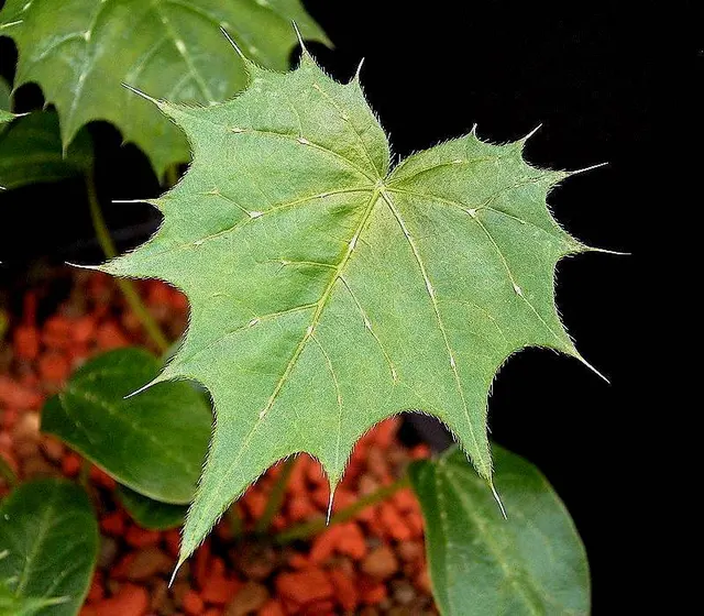 Cnidoscolus angustidens