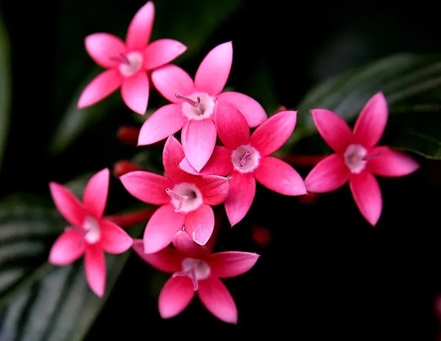 Knoxieae