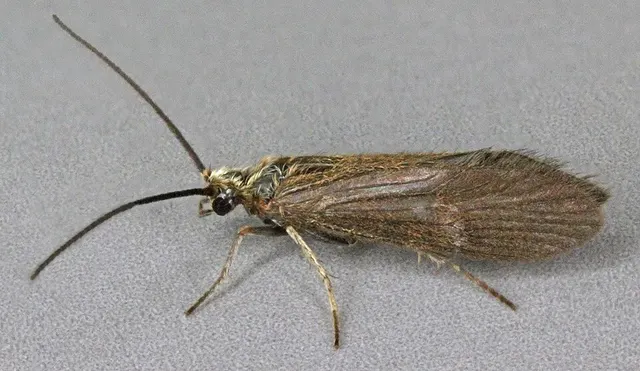 Agapetus