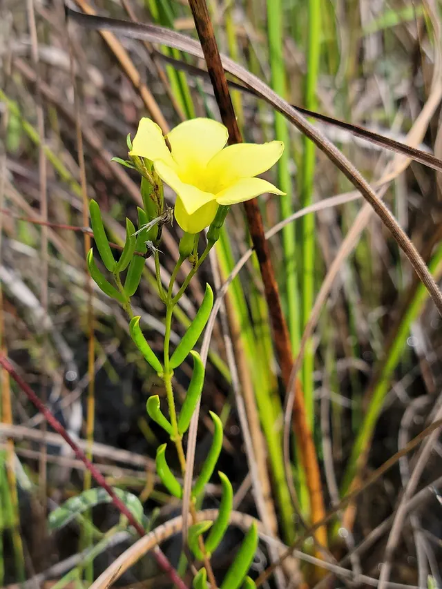 Angadenia