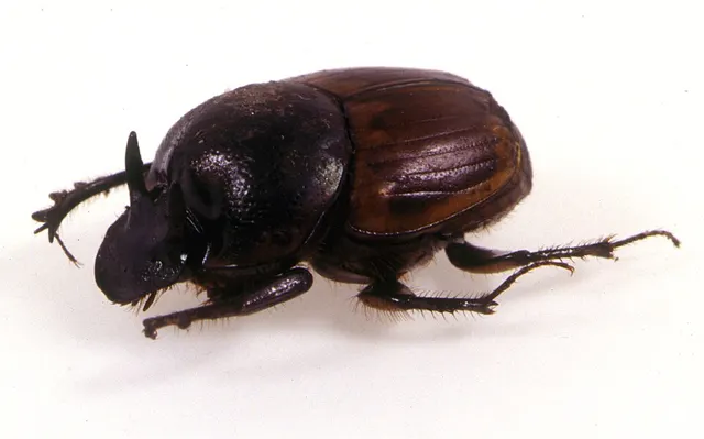Onthophagus transcaspicus