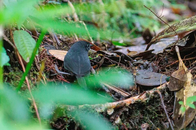 Boa Nova tapaculo