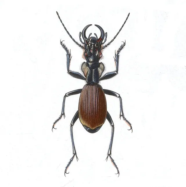 Anthia lunae