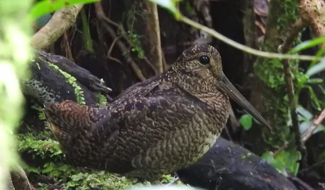 Javan woodcock