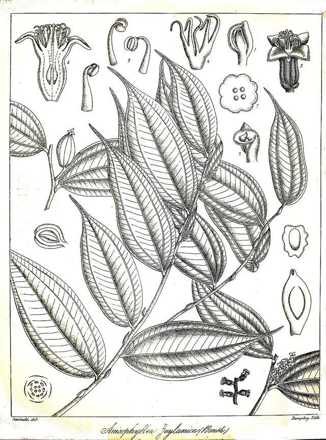 Anisophylleaceae