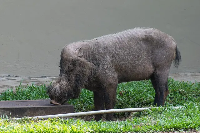 Bornean bearded pig