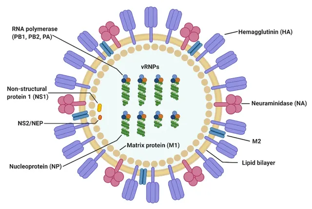 Virus de la grippe A
