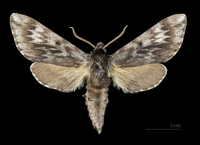 Lapara bombycoides