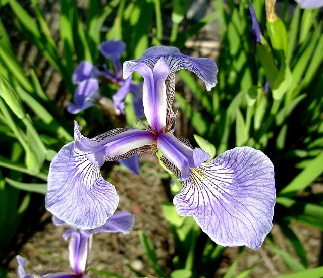 Iris hookeri
