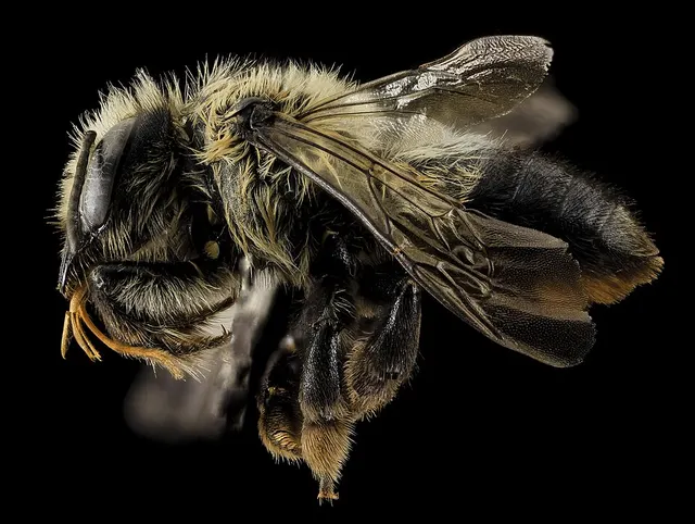 Megachile melanophaea