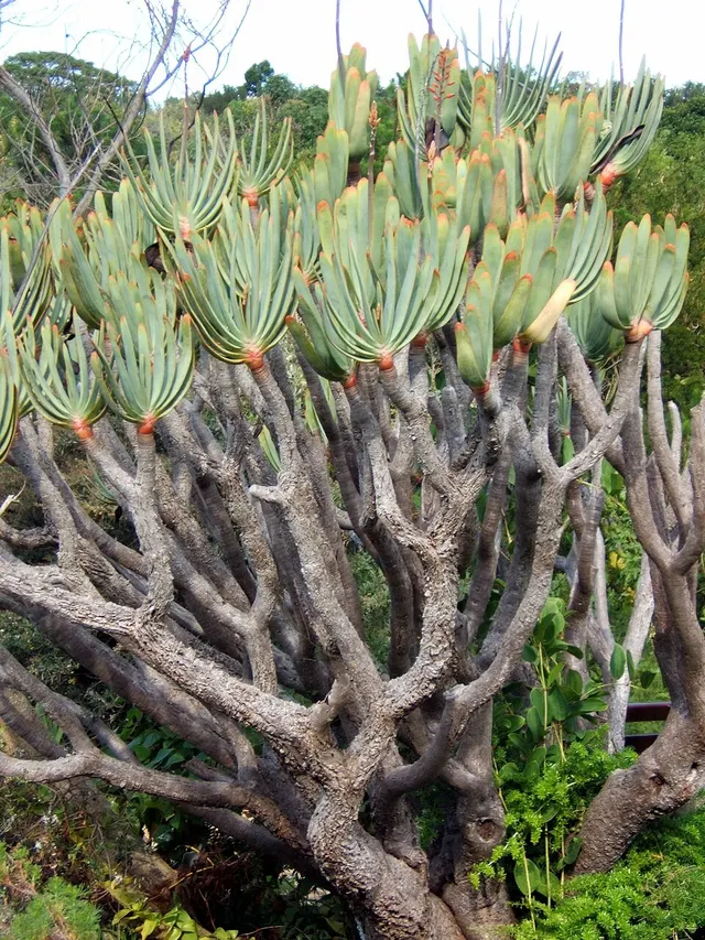 Kumara