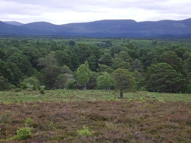 Rothiemurchus Forest