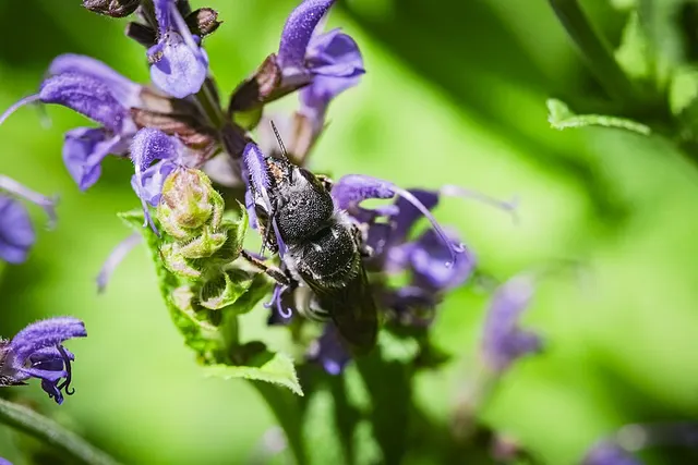Megachile rugifrons