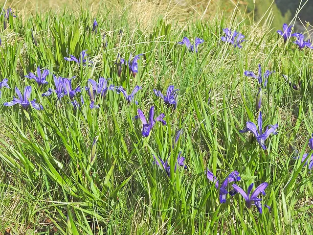 Iris ser. Ruthenicae