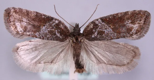Acleris arcticana