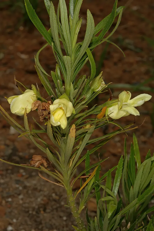Ixianthes