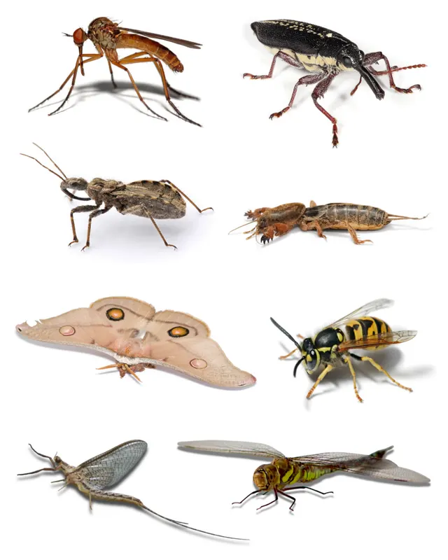 Pterygota