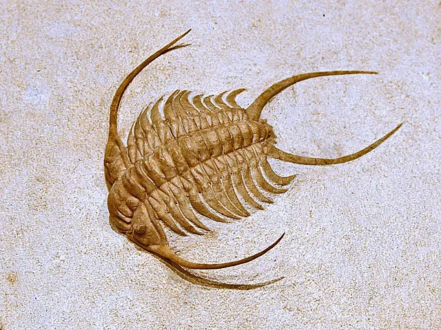 Paraceraurus exsul