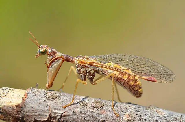 Mantispidae