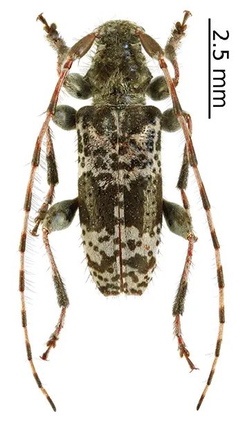 Rhopaloscelis