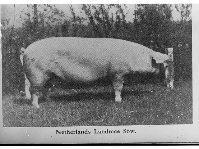 Dutch Landrace pig