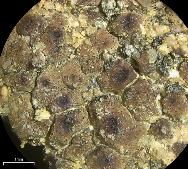 Acarospora obnubila