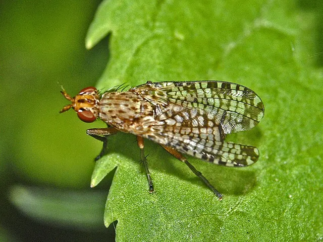 Euthycera chaerophylli