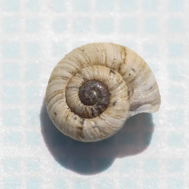 Xerogyra fiorii