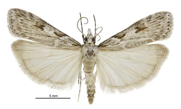 Scoparia halopis