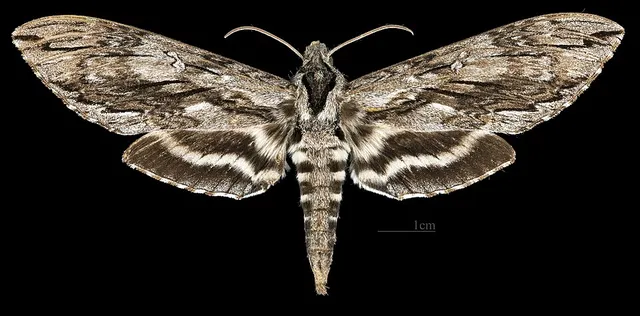 Lintneria separatus
