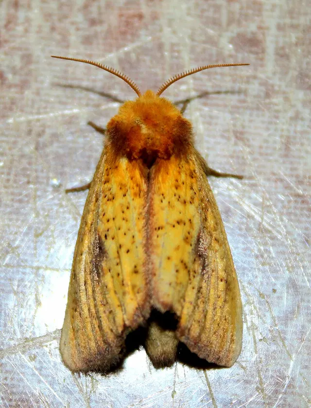 Antheua servula