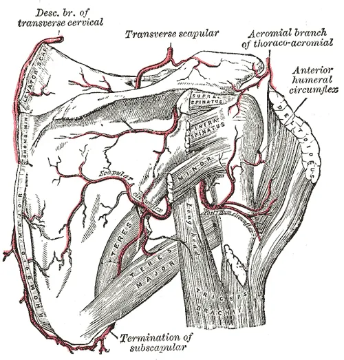 Circumflex scapular artery
