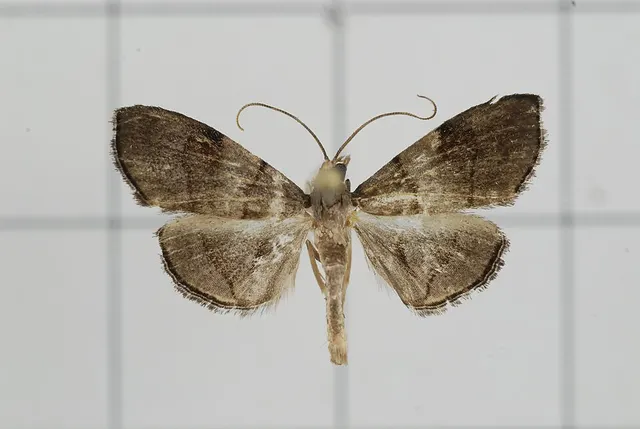 Clupeosoma cinerea