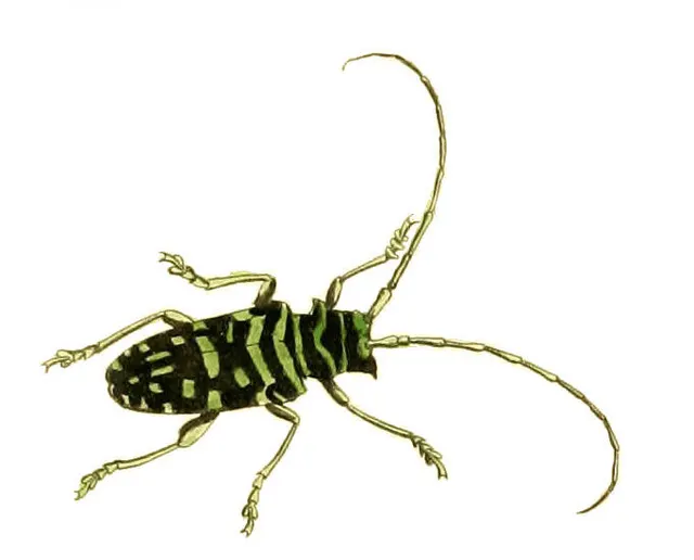 Sternotomis mirabilis