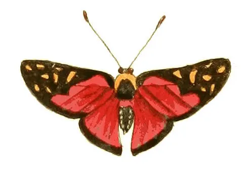 Symmachia menetas