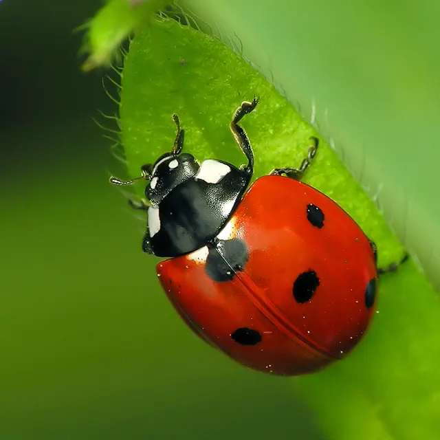 Coccinella septempunctata