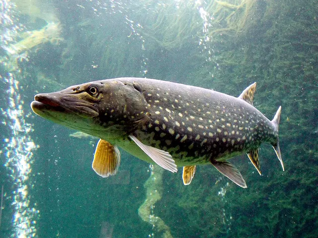 Esox