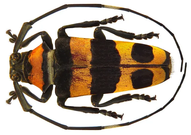 Cereopsius