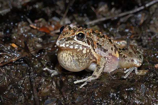 Freycinet's frog