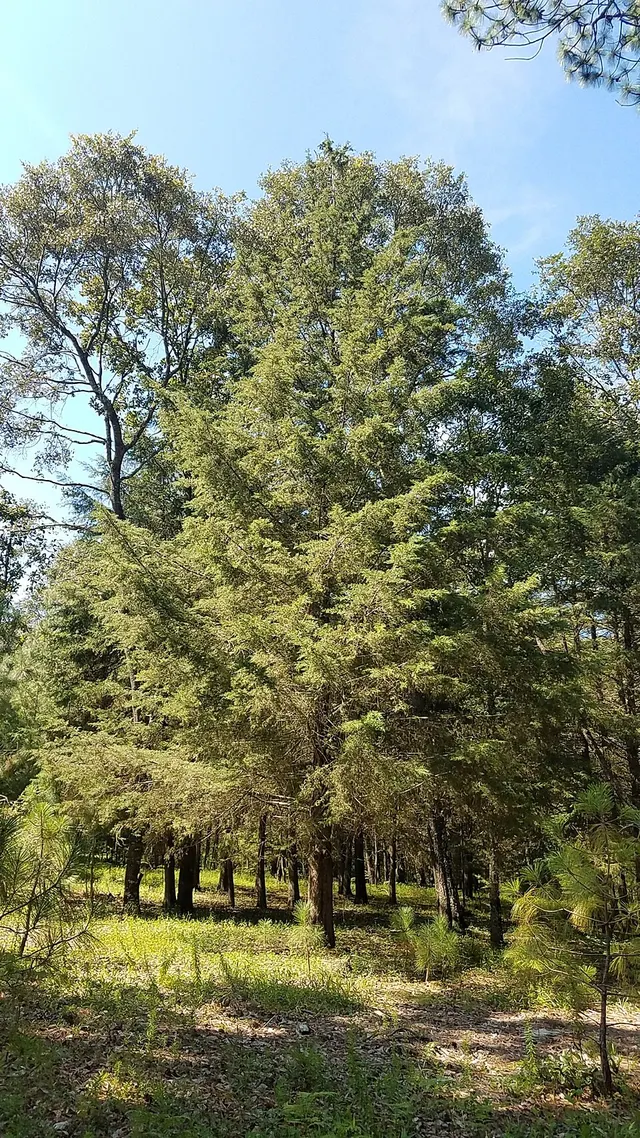 Hesperocyparis lusitanica